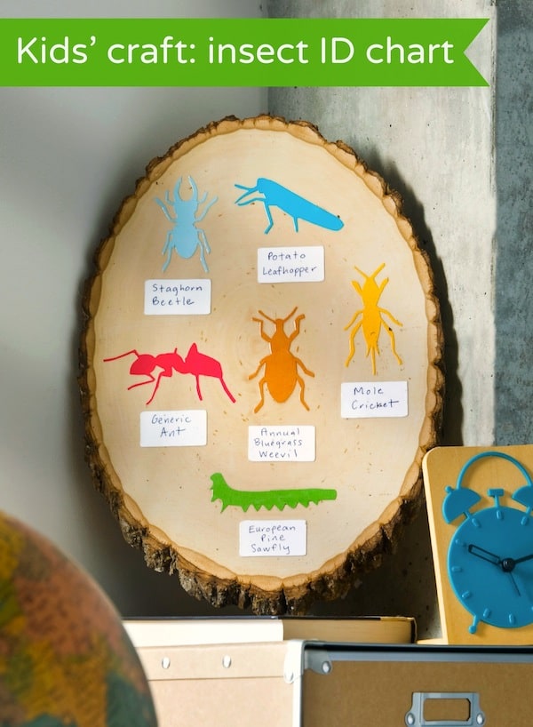 Insect Identification Chart Easy for Kids to Make - Mod Podge Rocks