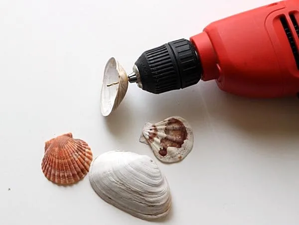 Drilling holes into seashells