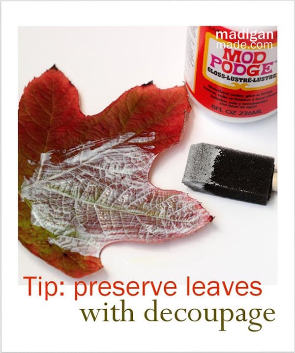 How to preserve leaves