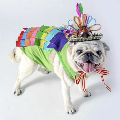 This piñata dog Halloween costume was so easy to create! I used simple supplies including rainbow felt with a doggy tee I already had. SO cute!