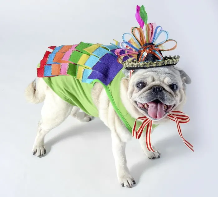 Sparkly piñata costume for a dog