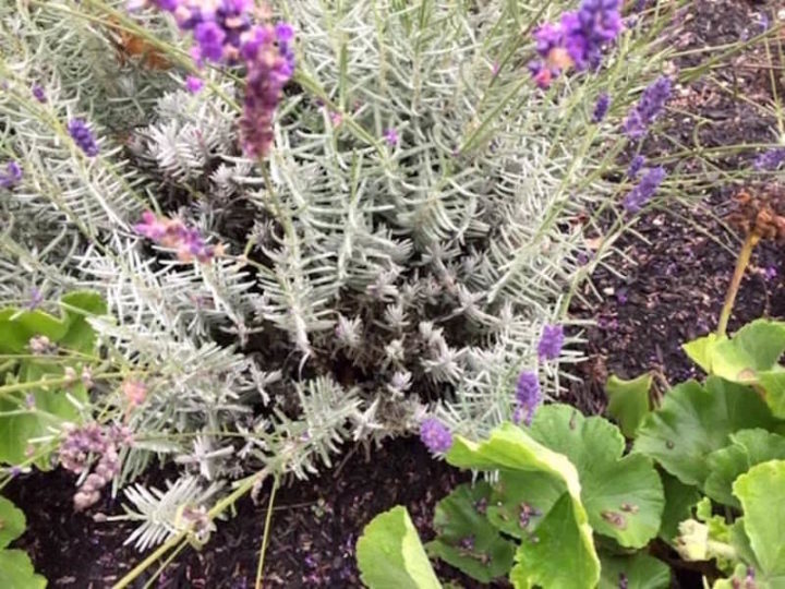 DIY Pressed Flowers with Mod Podge Mod Podge Rocks