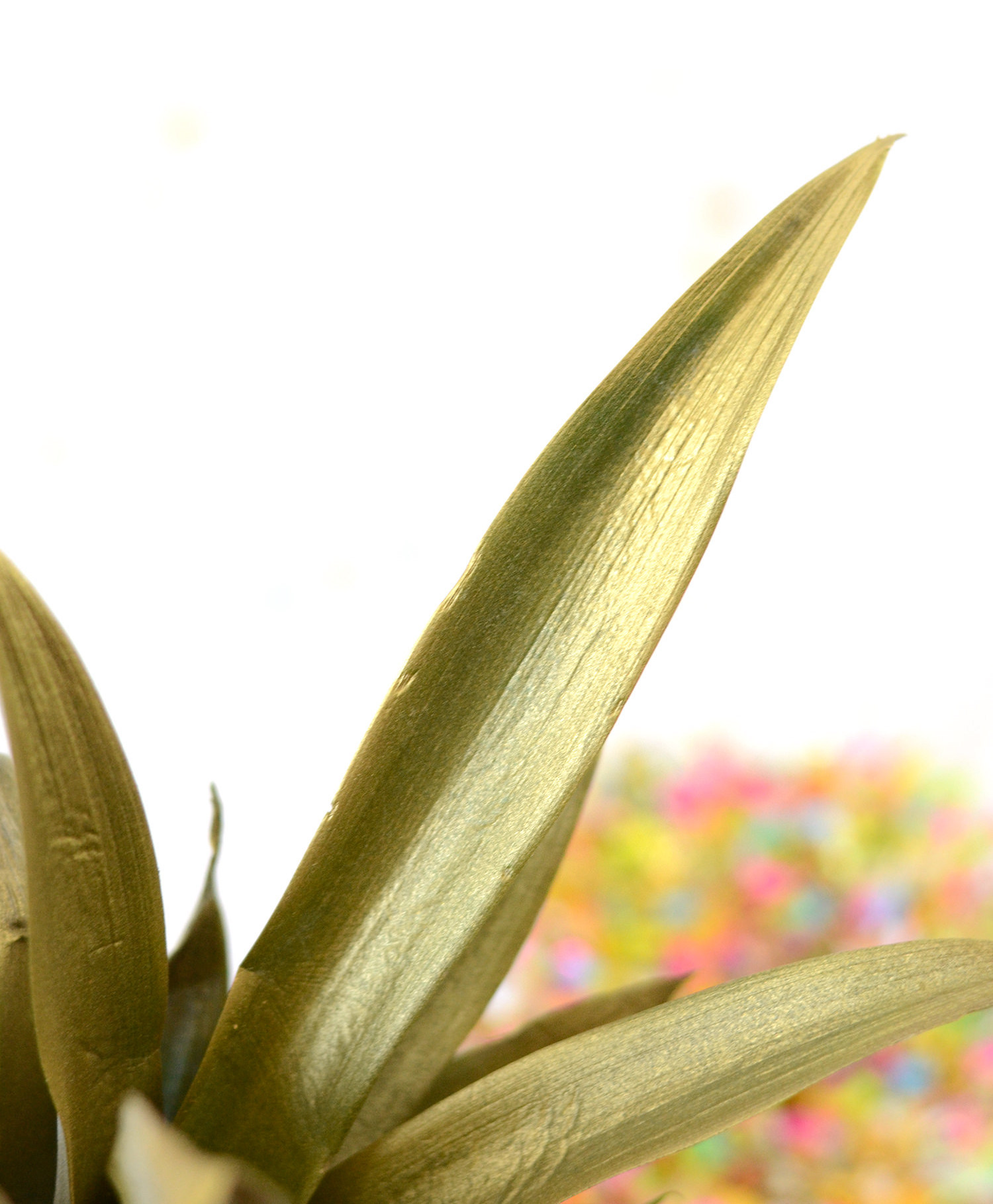 pineapple leaves spray painted with gold
