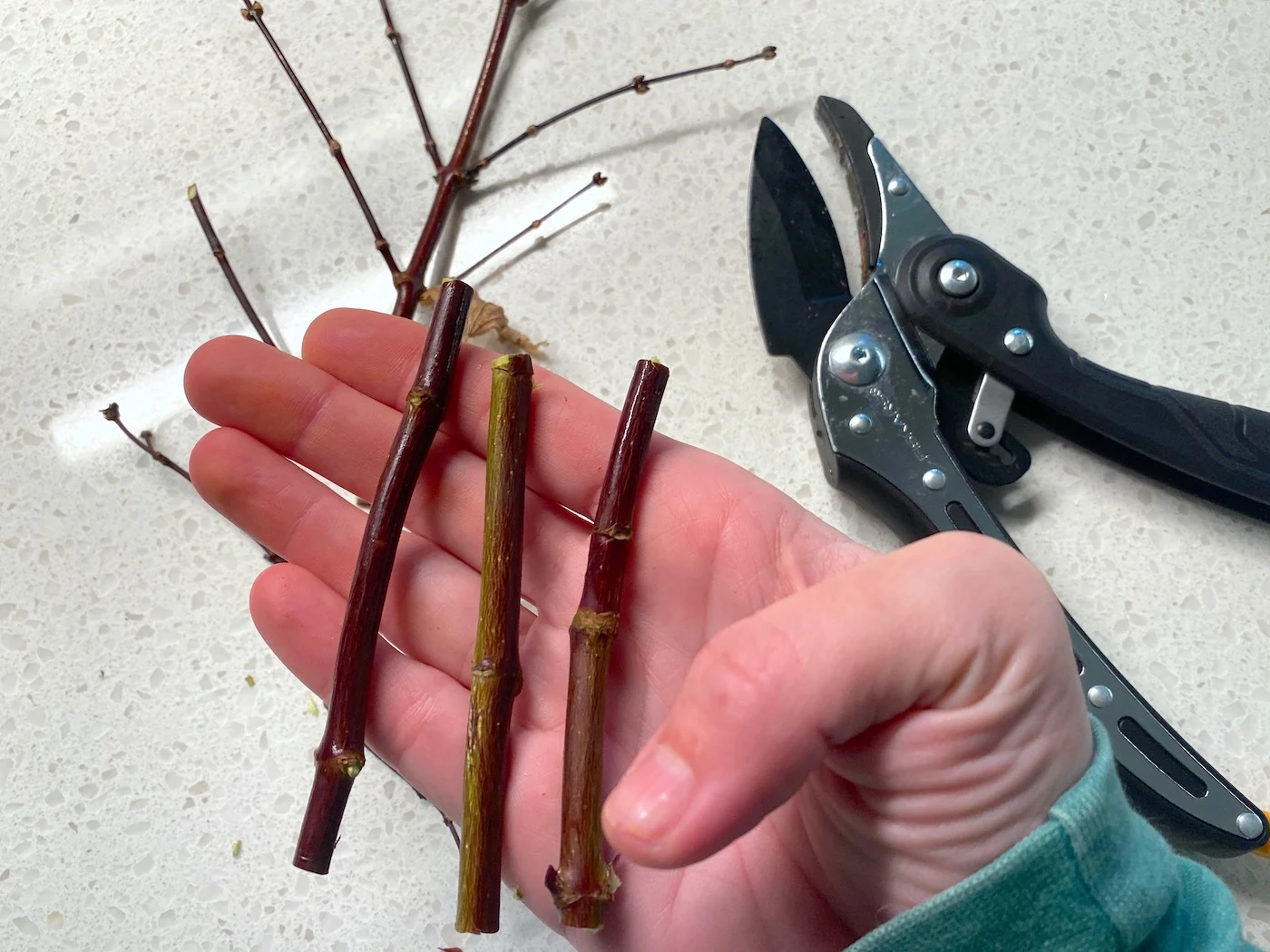Twigs cut with pruning shears